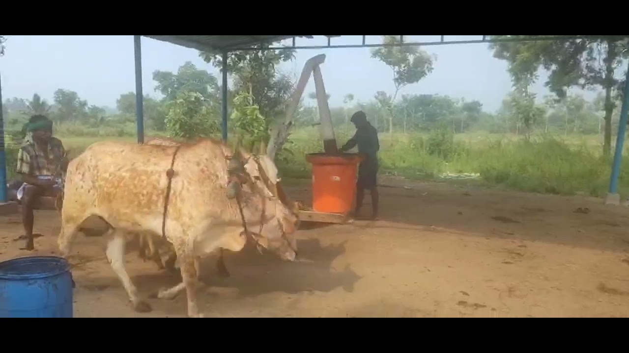 மரபு முறையில் கடலை எண்ணெய் எடுக்கும் விதம் | Cold Pressed Groundnut Oil Making