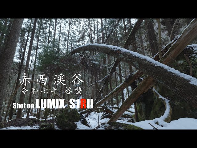 赤西渓谷 令和七年 啓蟄 Shot on S1RII - YouTube