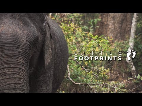 ELEPHANT VALLEY PROJECT - CAMBODIA (Little Footprints)