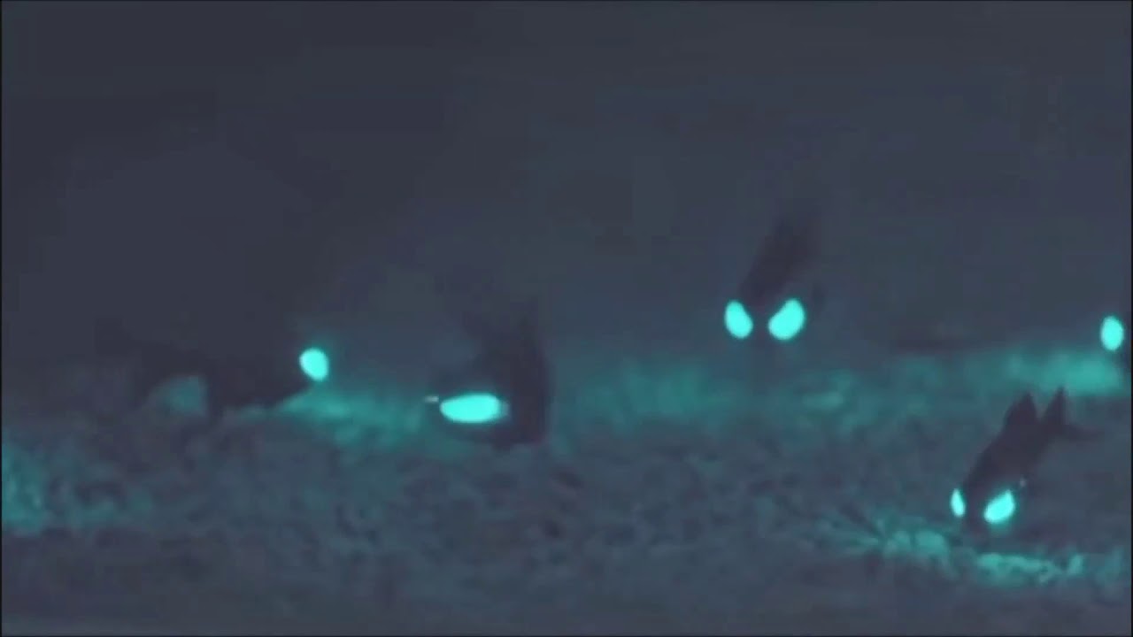 Anomalopidae おさかなマガジン Anomalopidae おさかなマガジン