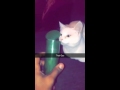 SnapChat: My cat Marie sampling that gas ...