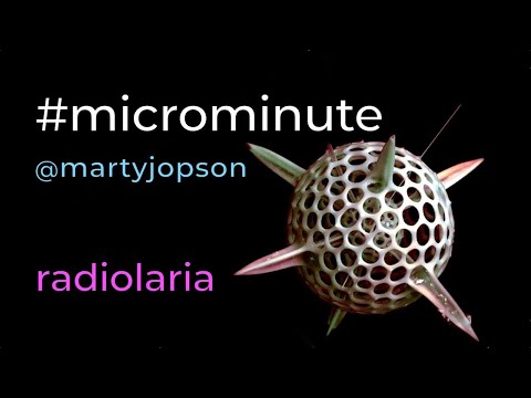 #microminute 30 diatoms & radiolaria