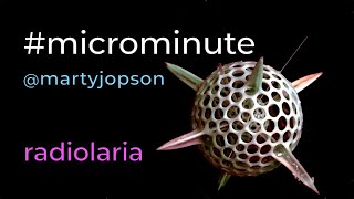 #microminute 30 diatoms &amp; radiolaria