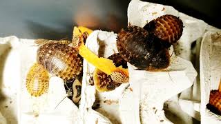 Feeding Discoid Roaches & Just Watching  Them Eat & Be Cool  #discoid #roach #roaches #bugs #bug