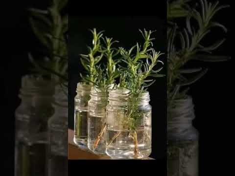 ازرع إكليل الجبل في 14 ثانية فقط لا يصدق   السعودية   