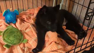 Cute Schipperke Puppy Sleepy, Truffle by Truffle the Schipperke 303 views 2 years ago 29 seconds