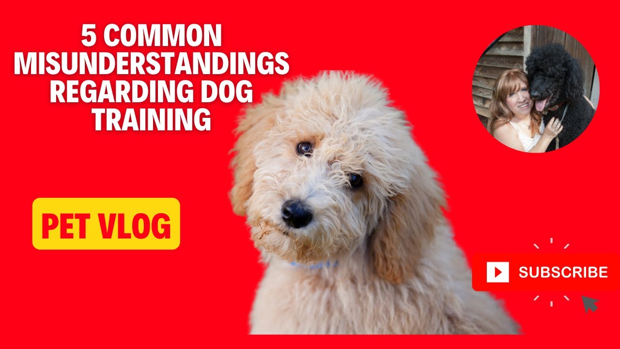 5 Common Misunderstandings Regarding Dog Training YouTube