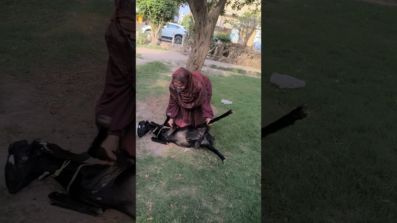 Bakra Lita Diya❤️🔪 