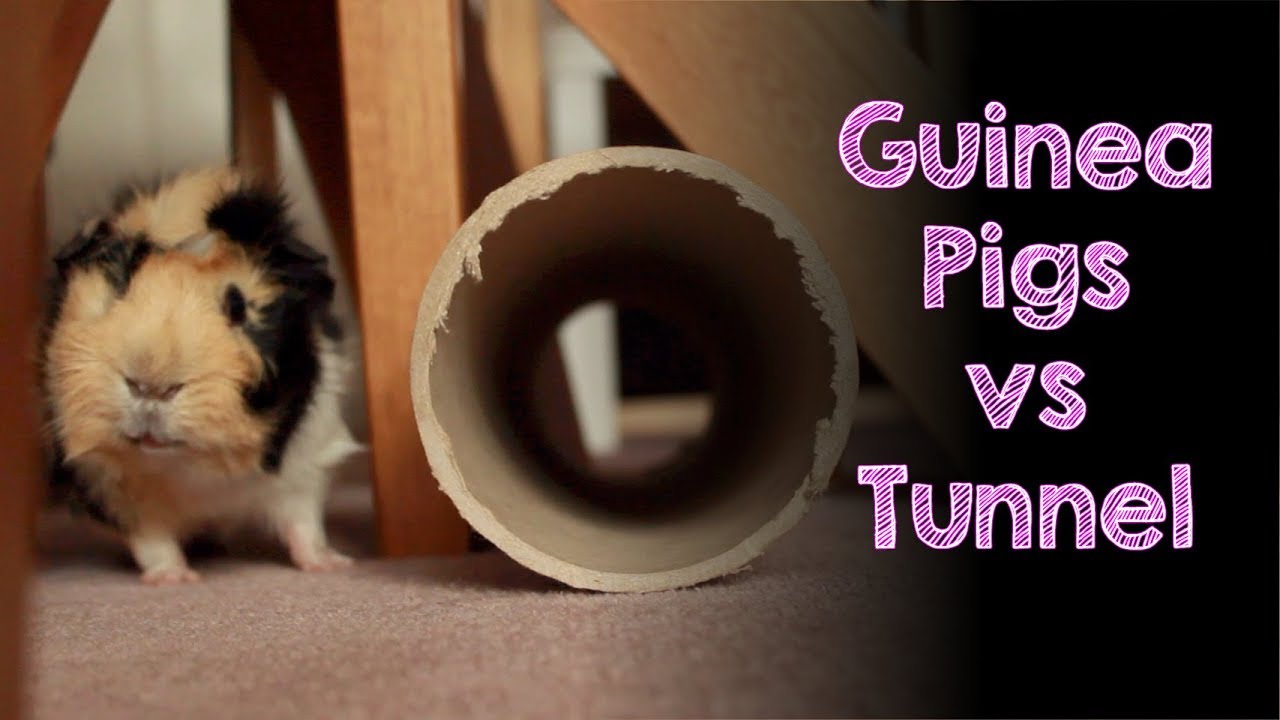 aubiose for guinea pigs