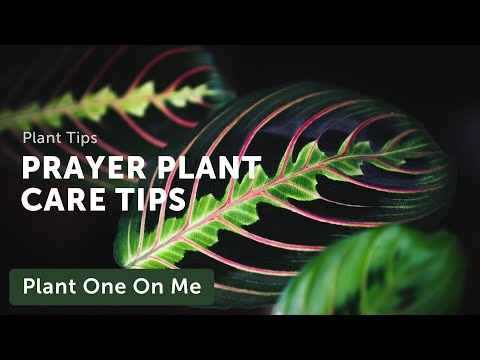 Video: Pěstování rostlin Maranta Red Prayer – Přečtěte si o péči o rostliny Red Prayer