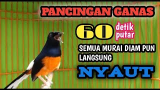 SUARA KRETEKAN MURAI BATU GACOR,MURAI LAIN DENGAR LANGSUNG EMOSI MURAI DIAM PASTI NYAUT!MASTER GACOR