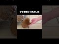 手のひらサイズだったジェラ