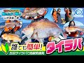 【タイラバ】超簡単 海毛虫チューンで高級魚連発！誰でも簡単タイラバ
