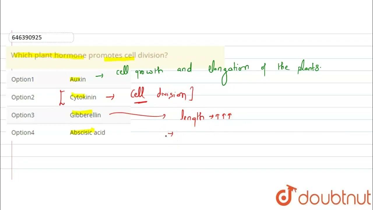 Which Plant Hormone Promotes Cell Division CLASS 10 CONTROL AND which-plant-hormone-promotes-cell-division-class-10-control-and