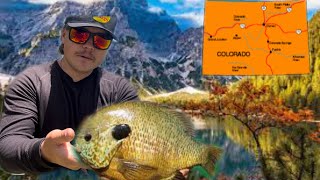 Fly-Fishing Colorado: World Class Panfishing