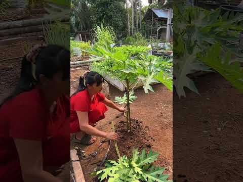 Cara tanam pohon pepaya agar tumbuh lebih pendek