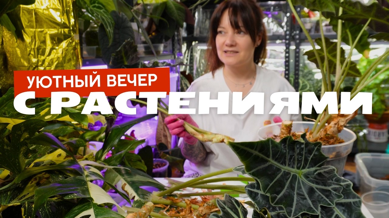 Переукореним пятилетнюю алоказию, разрежем рипсалис парадокса и филодендрон пловмани, а еще.........