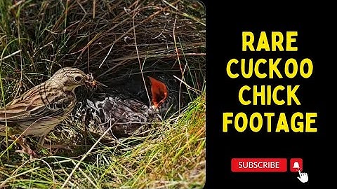 A Cuckoo Chick being fed by a Tree Pipit at the nest | Nest Finding & Monitoring 2024