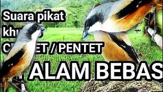 SUARA PIKAT BURUNG JITU CENDET TERBARU MP3 PENTET \u0026 BURCIL RIBUT HOK'O TENAN BUKTIKAN