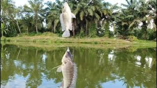 Pesta Strike Ikan Nila || Cing Mancing 17