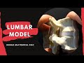 Lumbar spine anatomy model  with ligamentum flavum and interspinous ligament