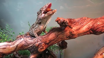 Cuban False Chameleons eating snails