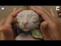 Meet Mr Dobbs the hairless Ukrainian Levkoy cat that loves selfies の動画、YouTube動画。