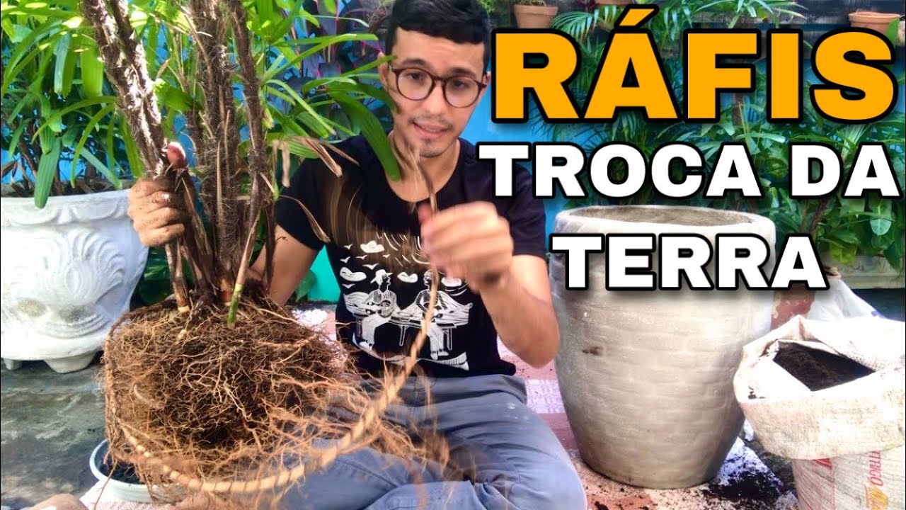 Troca da TERRA (substrato) da PALMEIRA RÁFIS