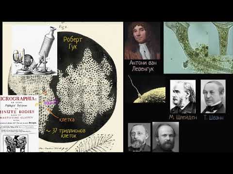 Видео: Каков вклад Теодора Шванна в теорию клетки?