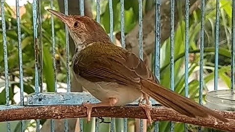 Suara Pancingan Prenjak Lumut / Cinenen Pisang Nembak , Terbukti Bikin Perenjak / Ciblek Cepat Bunyi