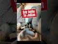 Before LaLa… There Was Julian 🖤🐾