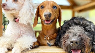 Small Dog Day at the farm