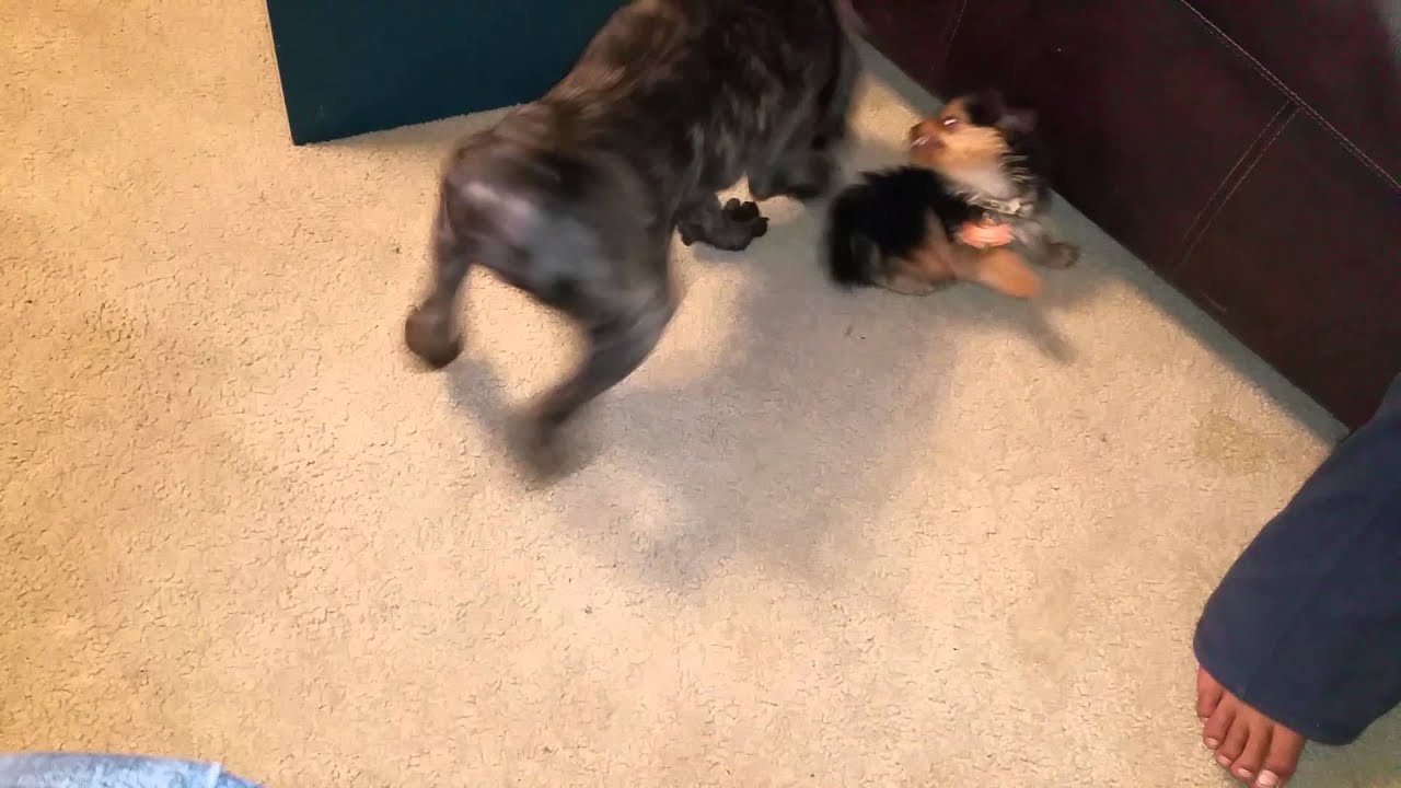 Cane Corso and yorkie YouTube