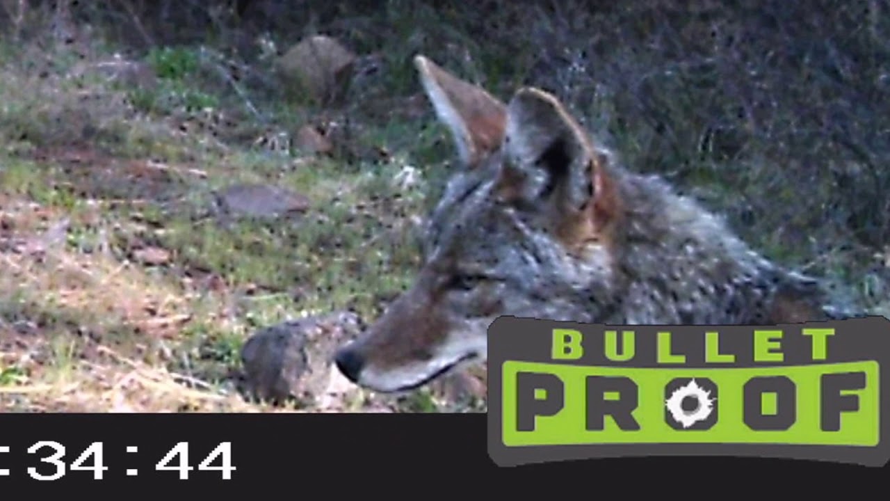primos hunting primos bullet proof trail camera