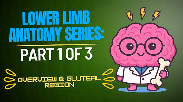 Lower Limb Anatomy: Part 1 of 3