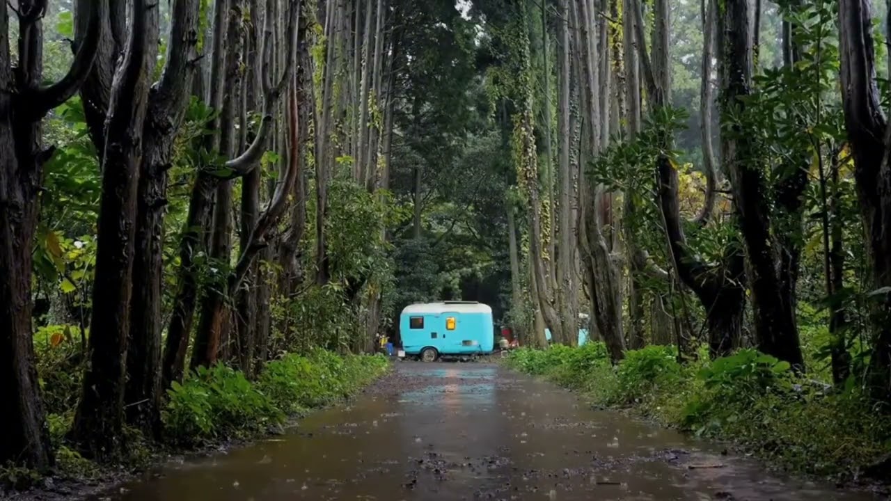 Relaxing Rain in Forest Road 🌧️ | Deep Sleep, Stress Relief & Peaceful Nature Sounds