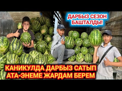 Video: Дарбыз. Москва областында культивациялоо. Багбандардын сырлары