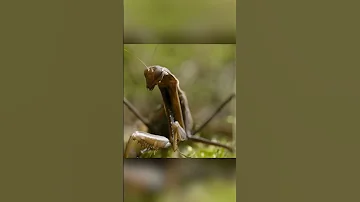 Кузнечики настоящие монстры. Пестрый кузнечик