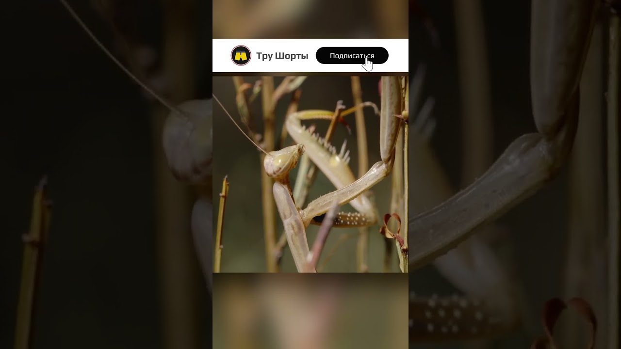 Трещит а не кузнечик. Трещит а не кузнечик. Трещит а не кузнечик летит а не птица везёт а не лошадь отгадка. Трещит а не кузнечик. Загадка летает а не птица.