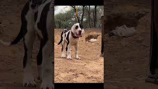 New 2026 Dangerous Dog Breeds #pitbull #petvlog #dogshorts #royaldogkennel #pets