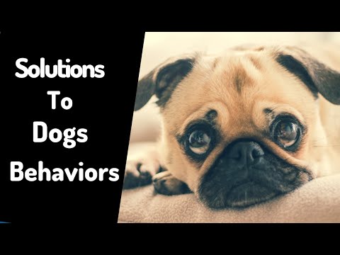 Video: Hur Man Hindrar En Hund Från Att Tugga På Möbler