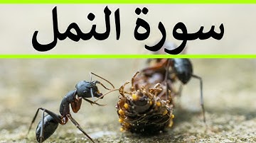 تلاوة سورة النمل كاملة للقارئ احمد الشبلي | surah An-Naml