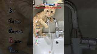 Top 10 Mischievous Kittens