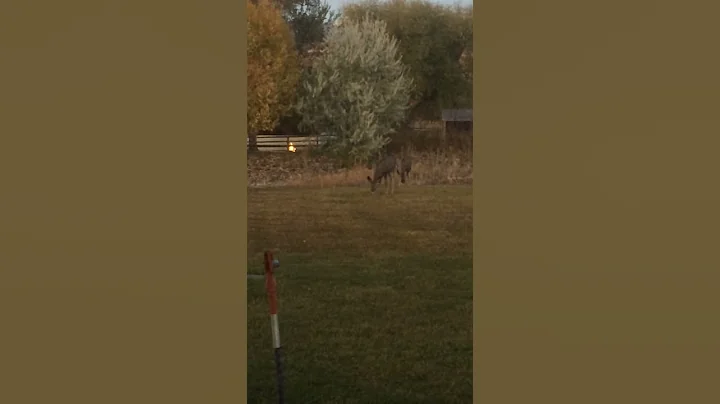 singing to deer idaho 10 17 18