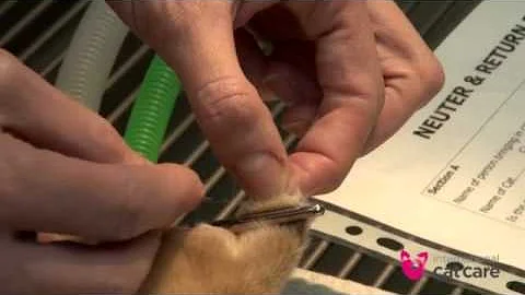 Do I have to get my cats ear tipped?