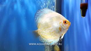 White Pearl discus(Дискусы: White Pearl discus в размере 5-6см. Рыбки прошли карантин и акклиматизацию. Купить Дискус Белый жемчуг (White..., 2015-03-29T20:38:25.000Z)