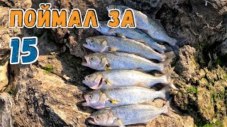 видео: РЫБАКИ В ШОКЕ! Обловил за 15 минут и ушёл. Рыбалка на ЛУФАРЯ в Греции. картинка: РЫБАКИ В ШОКЕ! Обловил за 15 минут и ушёл. Рыбалка на ЛУФАРЯ в Греции.