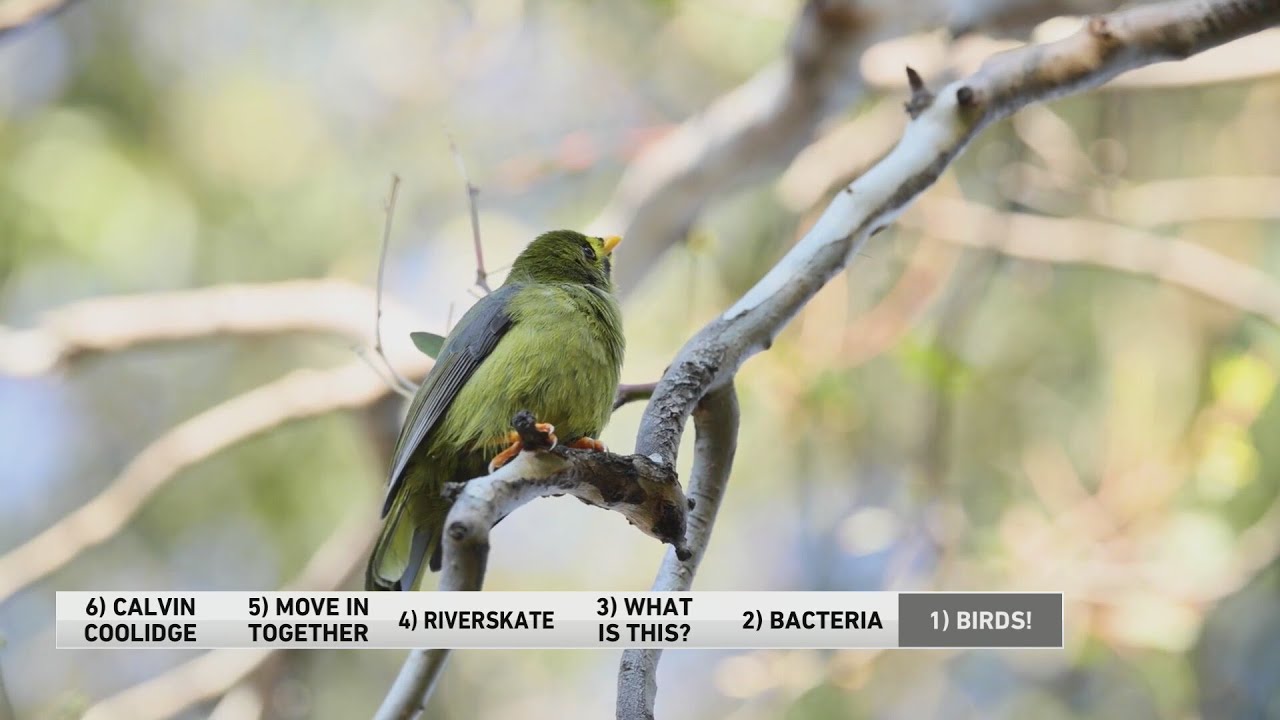 6@6: Want to stimulate the mind? Try bird watching