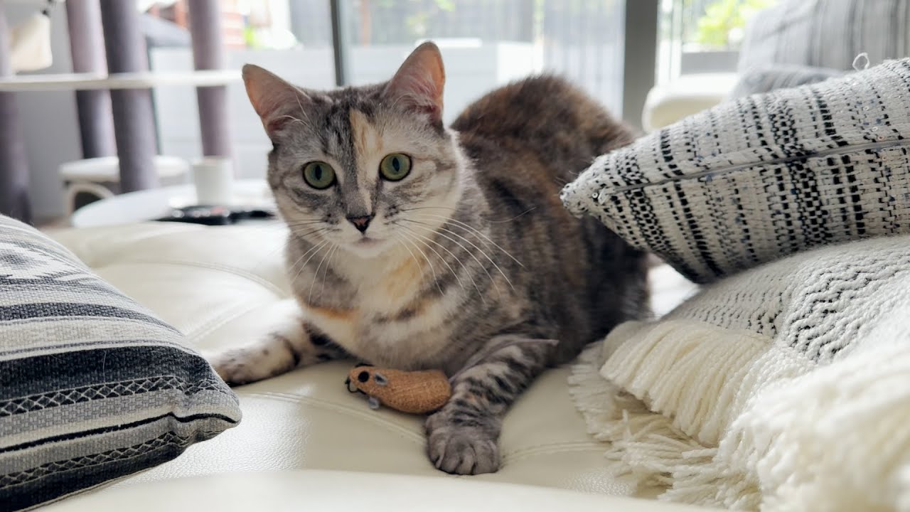 Wie Bringe Ich Meine Katze Zum Kuscheln "wiggle wiggle and pounce!" - YouTube