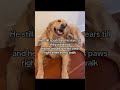#sponsored #betterwild #dogallergies #dogsoftiktok #dogs